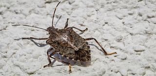 Are these invasive stink bugs trying to get in your home? Here’s what you can do