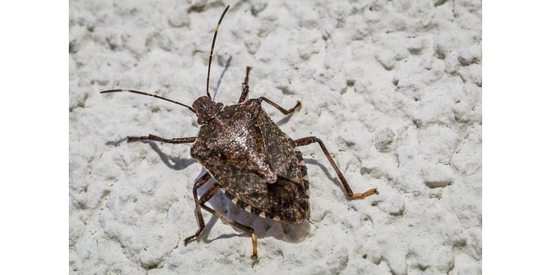 Are these invasive stink bugs trying to get in your home? Here’s what you can do