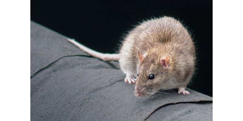 Shares in Rentokil leap as pest control giant trims costs