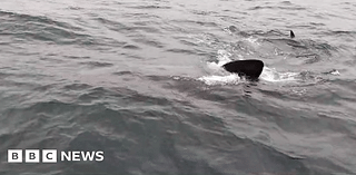 Shark sighting for Farne Island boat tour passengers