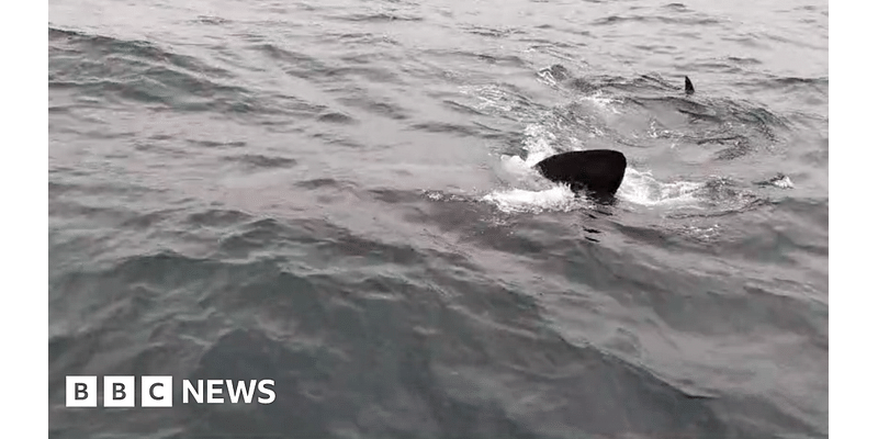 Shark sighting for Farne Island boat tour passengers