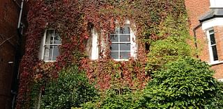 I have let ivy grow wild over my £4m home for 25 years but I'm finally chopping it down... selfie hunters love it but there are downsides I won't miss