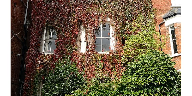 I have let ivy grow wild over my £4m home for 25 years but I'm finally chopping it down... selfie hunters love it but there are downsides I won't miss