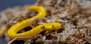 Dallas Zoo welcomes six eyelash pit viper hatchlings