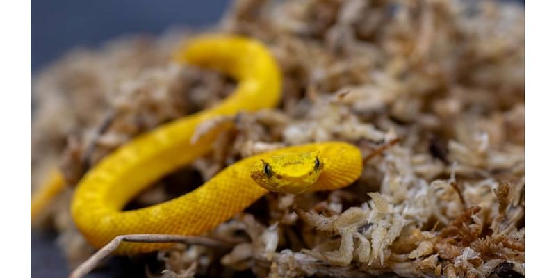 Dallas Zoo welcomes six eyelash pit viper hatchlings