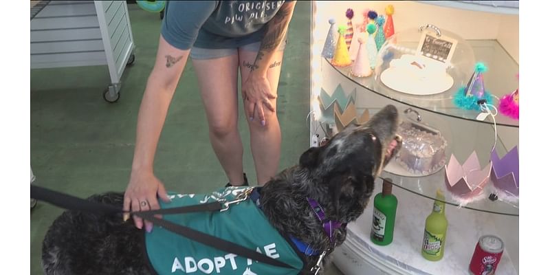 San Diego Humane Society creates 'Dog Day Out' program