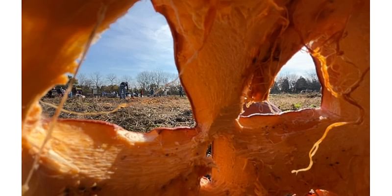 Release climate change rage with Pumpkin Smash events happening across Chicago area