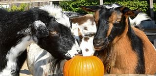 Boo! at the Zoo to bring family-friendly Halloween fun to Brookfield