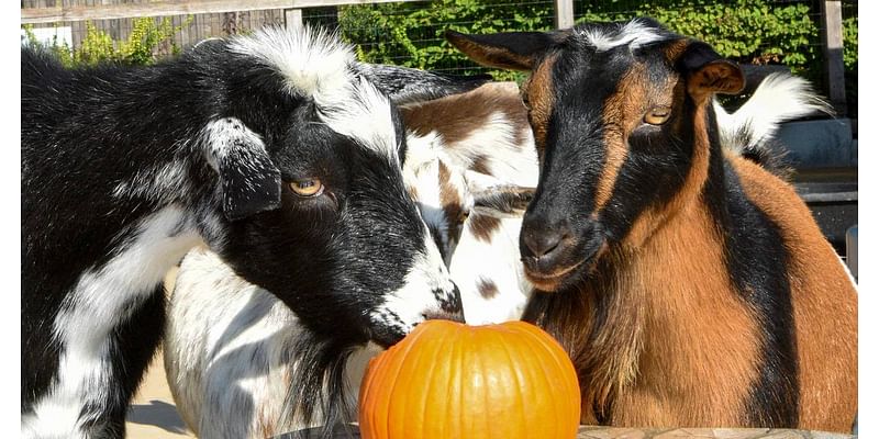 Boo! at the Zoo to bring family-friendly Halloween fun to Brookfield