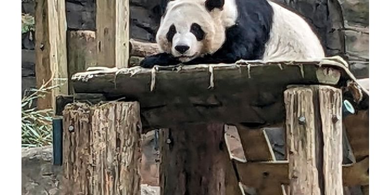 Zoo Atlanta’s last 4 pandas are leaving for China