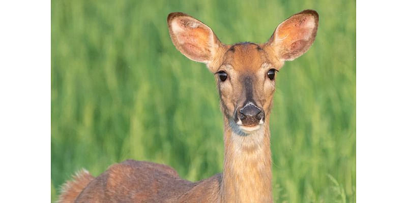 Rising water may impact deer hunting in parts of east Arkansas