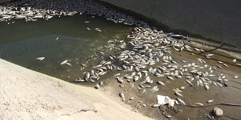 Neighbors puzzled as hundreds of dead fish wash up near Goodyear park