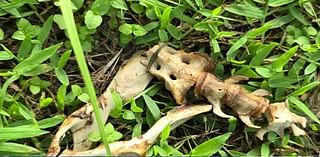 Residents find animal bones while searching for missing dogs in Fort Myers Shores