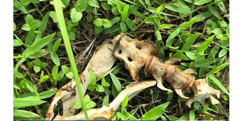 Residents find animal bones while searching for missing dogs in Fort Myers Shores