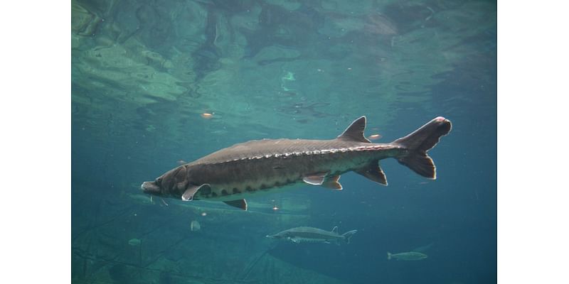 Ohio group refilling regional waterways with this endangered fish