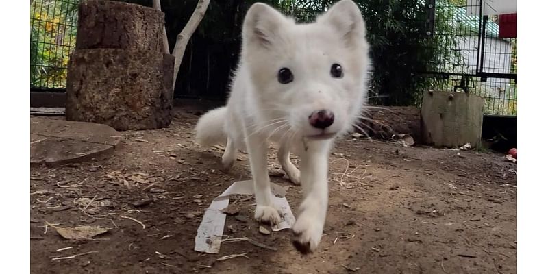 Arctic fox rescued in Portland, OR finds new forever home in Wisconsin