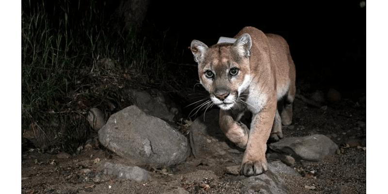 P-22 Day, a free festival, honors our region's amazing urban wildlife