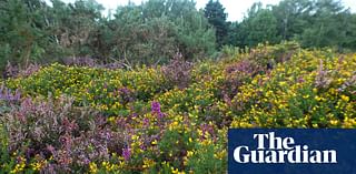 Country diary: For now, this heathland is in good hands