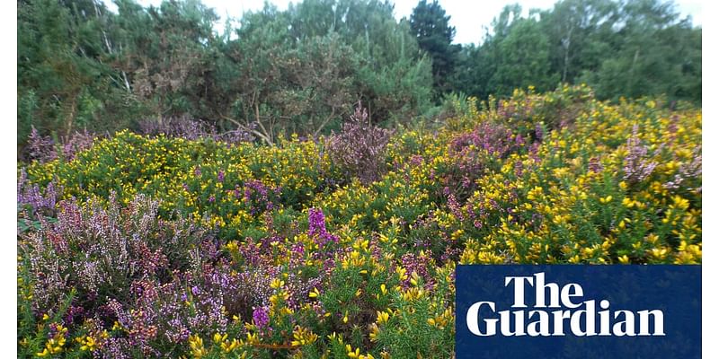 Country diary: For now, this heathland is in good hands