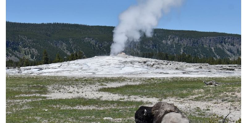 A woman sustains leg burns after straying from Yellowstone trail