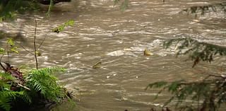 Over 1,500 salmon counted in 1 day at Seattle’s Carkeek Park