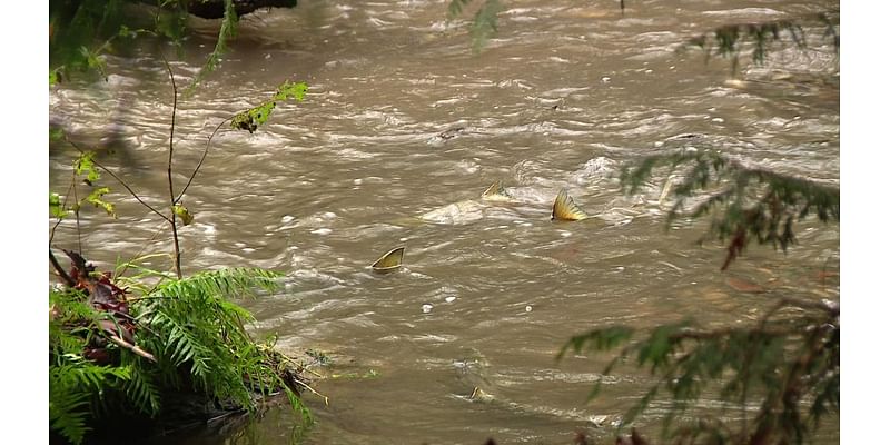 Over 1,500 salmon counted in 1 day at Seattle’s Carkeek Park