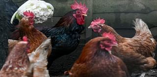 Cockerel that crowed 90 times in hour-and-a-half period is ‘torture’, neighbours complain