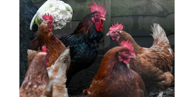 Cockerel that crowed 90 times in hour-and-a-half period is ‘torture’, neighbours complain