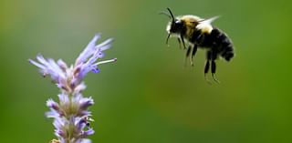 In ‘turf-loving’ Twin Cities suburbs, a push to help the state bee reshapes landscapes