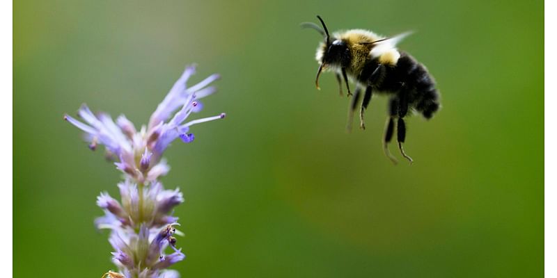 In ‘turf-loving’ Twin Cities suburbs, a push to help the state bee reshapes landscapes