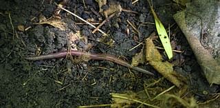 How did earthworms invade Minnesota?