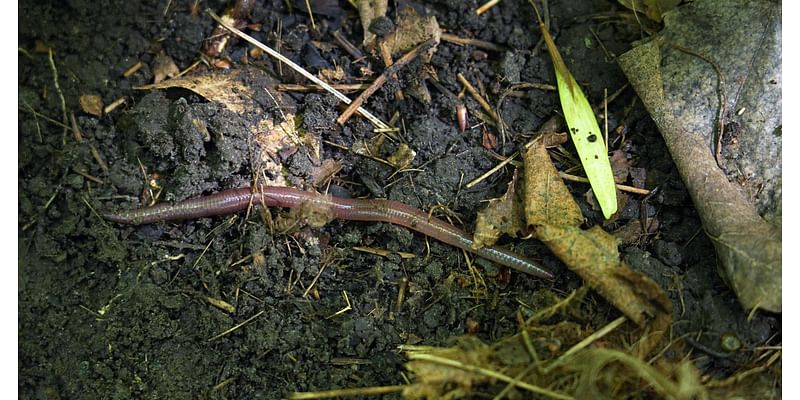 How did earthworms invade Minnesota?