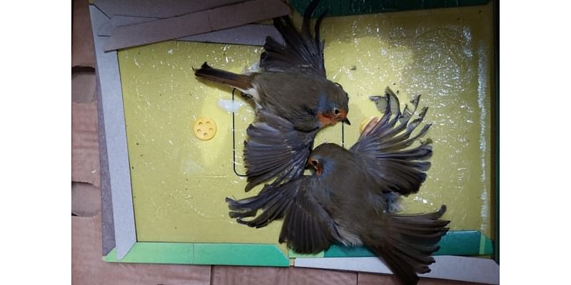 Birds suffer horrific death in Edinburgh’s Grassmarket after being caught in banned glue trap