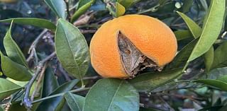 Sacramento Digs Gardening: Oranges, other fruit splitting? Weather's partly to blame