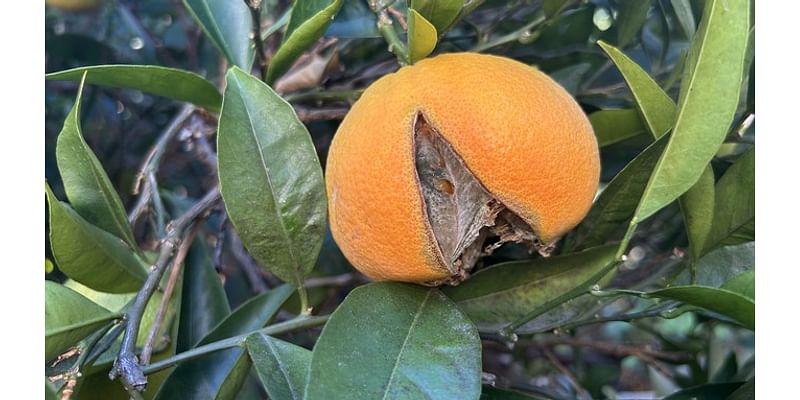 Sacramento Digs Gardening: Oranges, other fruit splitting? Weather's partly to blame