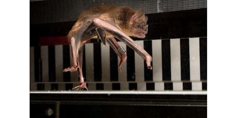 Vampire bats running on treadmills reveal impressive metabolism secret