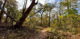 Lufkin park to undergo mulching, controlled burn for improvement project