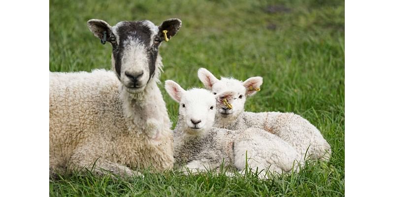 Farmers warned as Greece reports outbreaks of bluetongue in sheep and goats