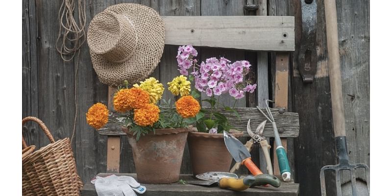 Sacramento Digs Gardening: Natives, veggies and more at Perennial Plant Club's sale Friday