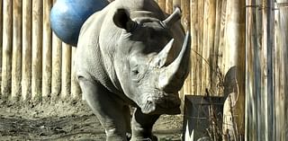 Get a closer look at Erie Zoo’s rhinos this weekend