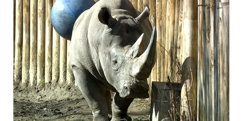 Get a closer look at Erie Zoo’s rhinos this weekend