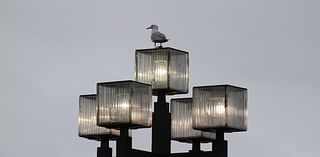 Outside lights are deadly to birds, especially this time of year