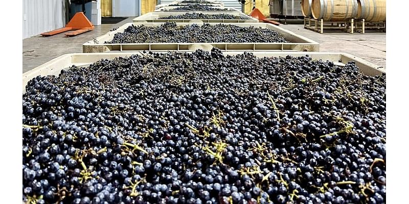 Too much wine, not enough drinkers: Arizona wine industry is in a slump