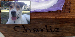 Man Pleads For Return Of Beloved Dog’s Ashes After Home Burglary