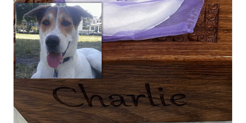 Man Pleads For Return Of Beloved Dog’s Ashes After Home Burglary