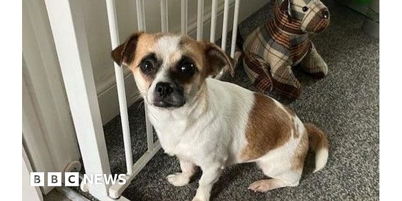 Penny the missing Chihuahua returns after sausage stakeout