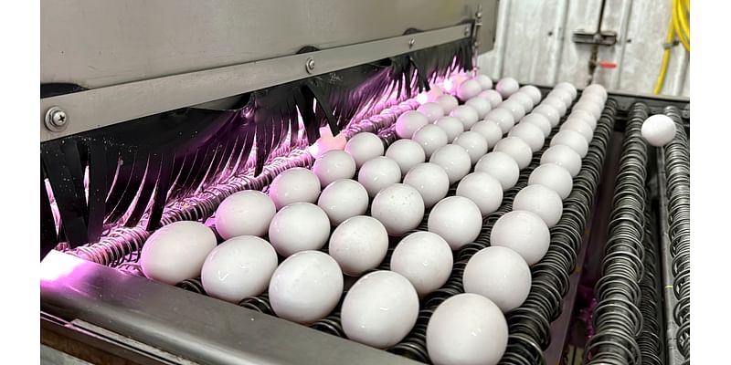 Why the price of eggs is on the rise again