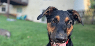 Pet Adoption Tuesday: Meet Halo!