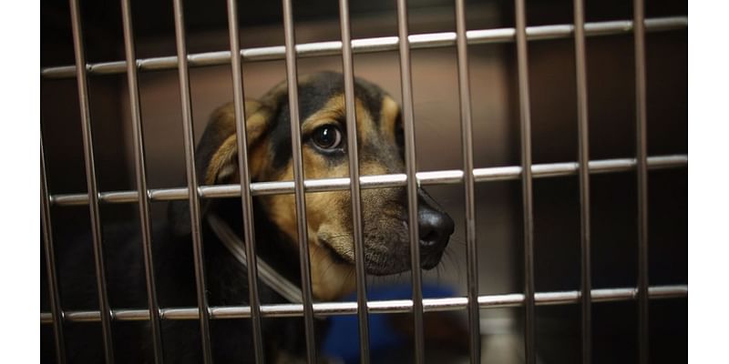 Macon Co. Animal Control Center overflowing with animal drop offs