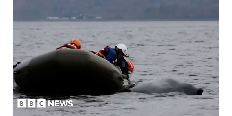 Humpback whale tangled in creel lines set free in Loch Fyne